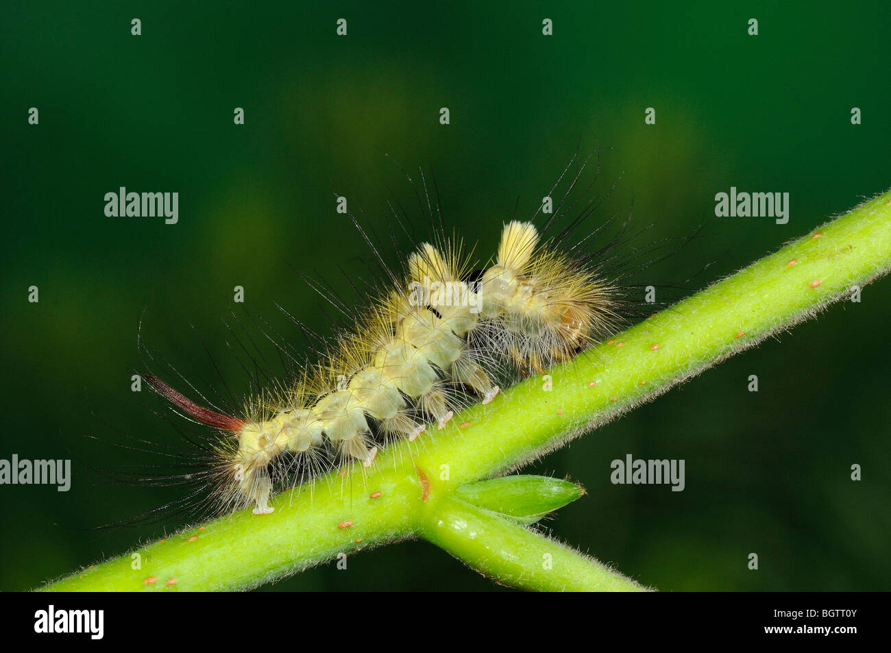 Pale Tussock Moth (Calliteara pudibunda) cresciuto caterpillar in appoggio sulla levetta di Tiglio foglia, Oxfordshire, Regno Unito. Foto Stock