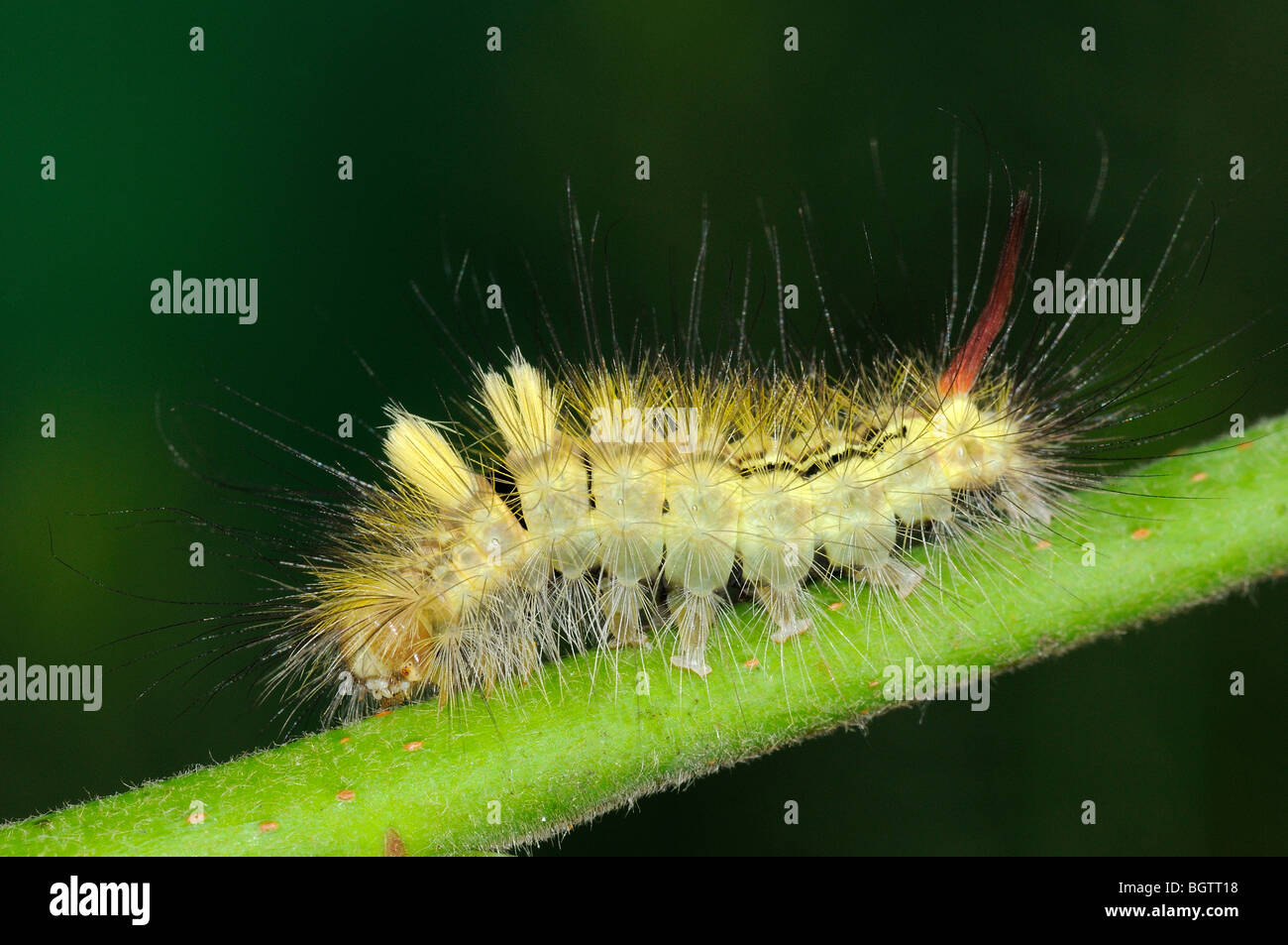 Pale Tussock Moth (Calliteara pudibunda) cresciuto caterpillar in appoggio sul picciolo, Oxfordshire, Regno Unito. Foto Stock
