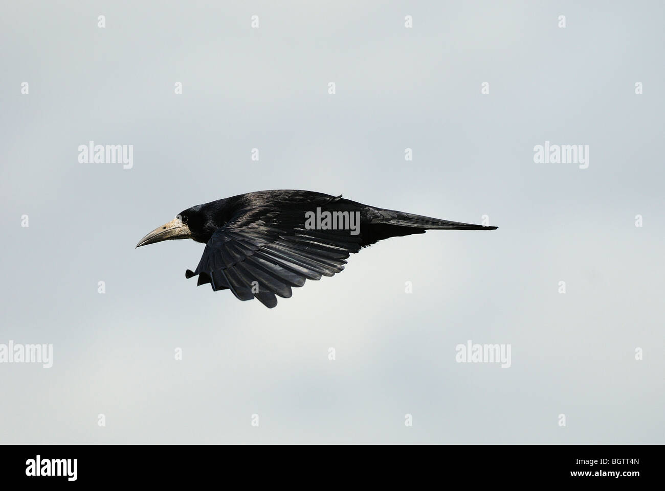 Rook (Corvus frugilegus) in volo, Oxfordshire, Regno Unito. Foto Stock