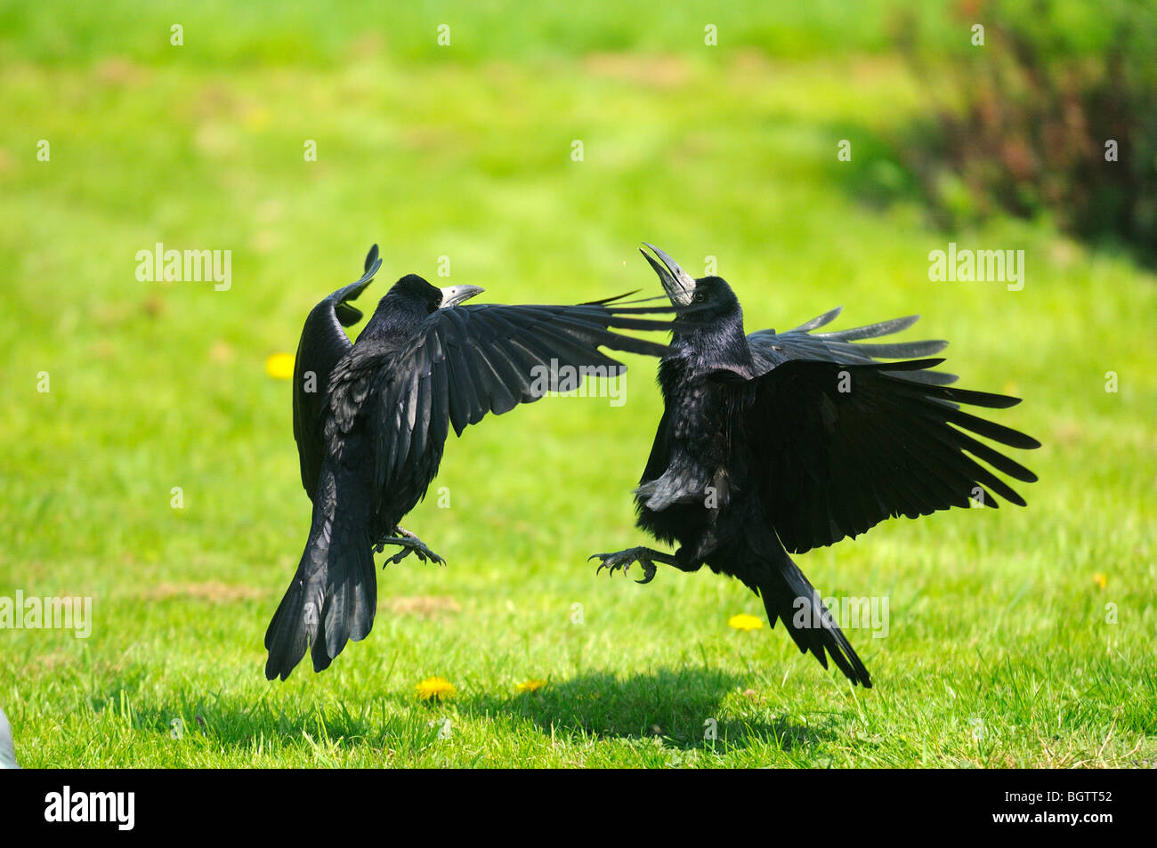 Rook (Corvus frugilegus) di due uccelli in lotta per il cibo, Oxfordshire, Regno Unito. Foto Stock