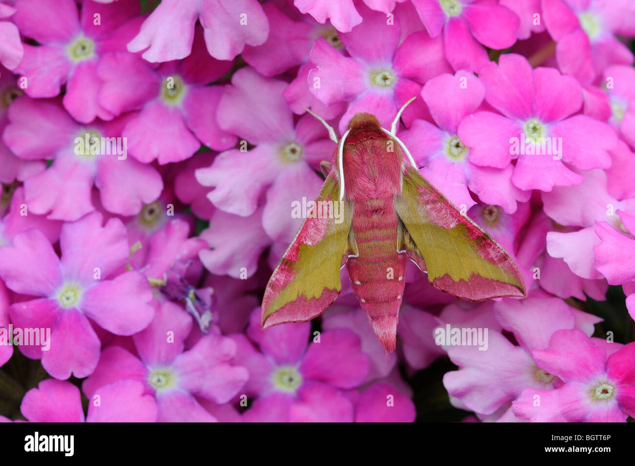 Piccolo Elefante (Hawkmoth Deilephila porcellus) poggiante su fiori di colore rosa, Oxfordshire, Regno Unito. Foto Stock