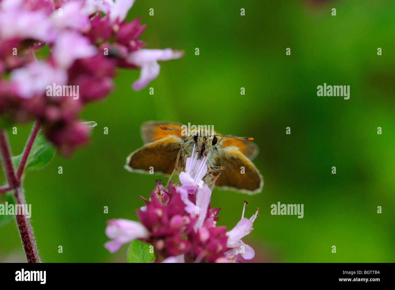 Piccola Skipper (Thymelicus sylvestris) alimentazione sul origano fiori, Oxfordshire, Regno Unito. Foto Stock