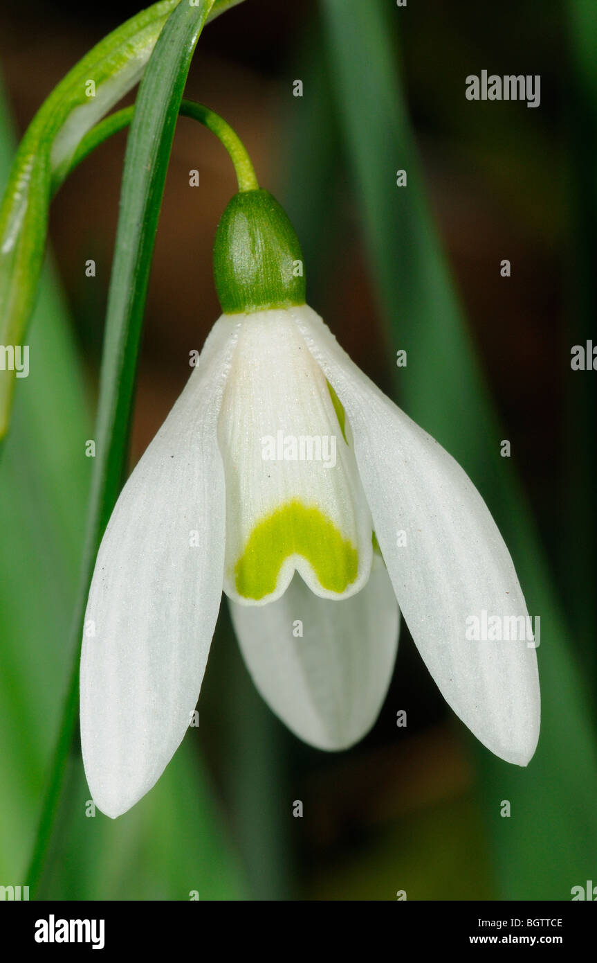 Snowdrop (Galanthus nivalis) close-up di fiore singolo, Oxfordshire, Regno Unito. Foto Stock