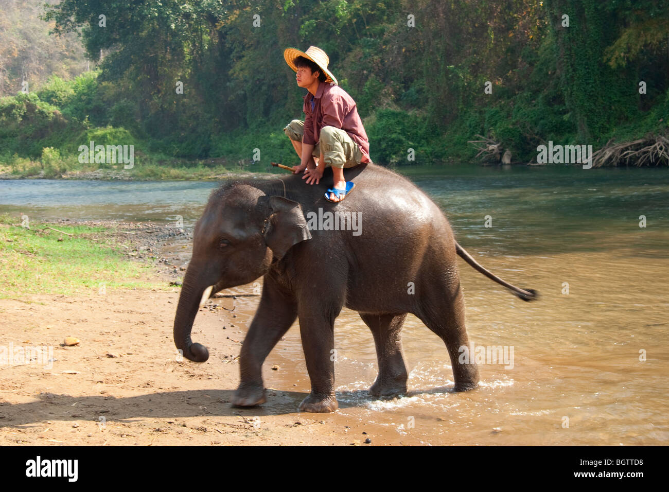 Elephant Camp, Baby Elephant Foto Stock