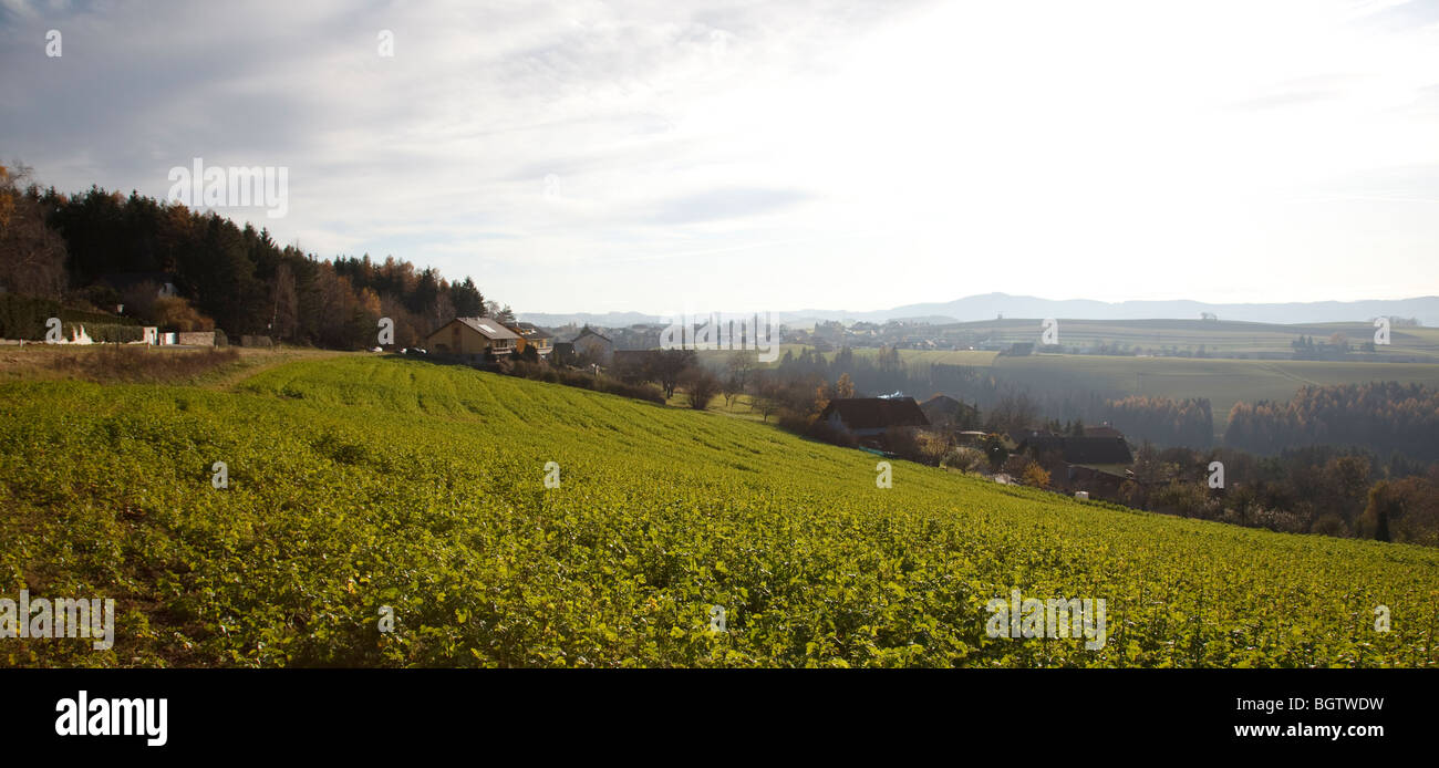 Regione Bucklige Welt Foto Stock