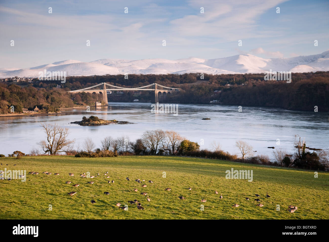 Graylag oche (Anser anser) pascolare in un campo di Menai Strait con neve sulle montagne in inverno. Menai Bridge Isola di Anglesey North Wales UK Gran Bretagna Foto Stock