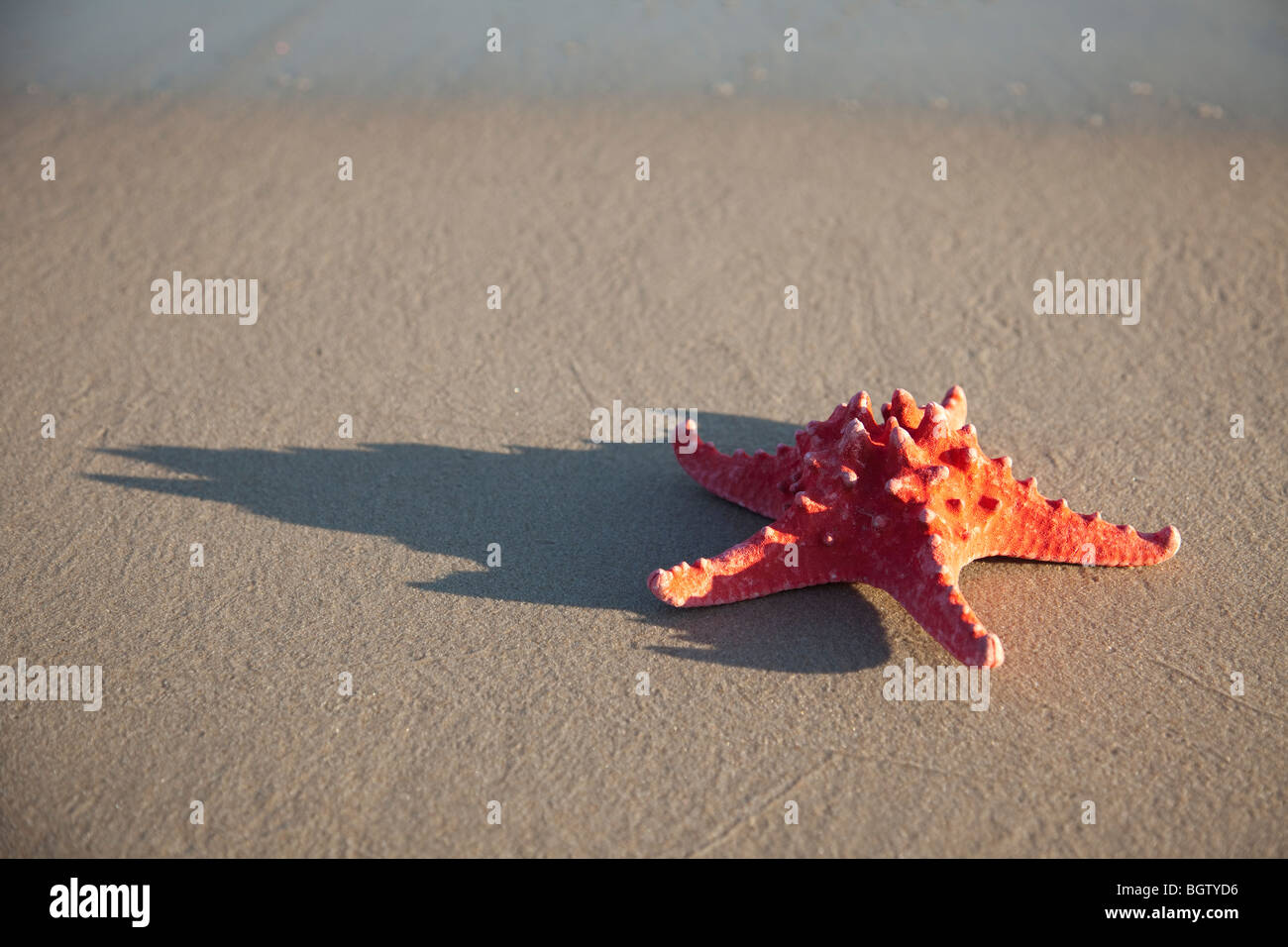 Stella Rossa sulla sabbia bagnata Foto Stock