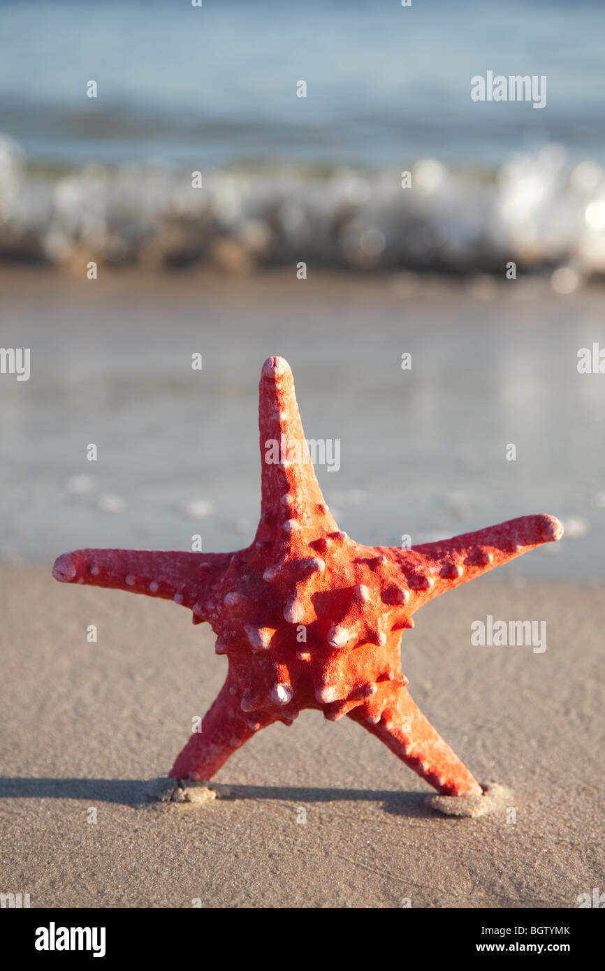 Stella Rossa sulla sabbia bagnata Foto Stock