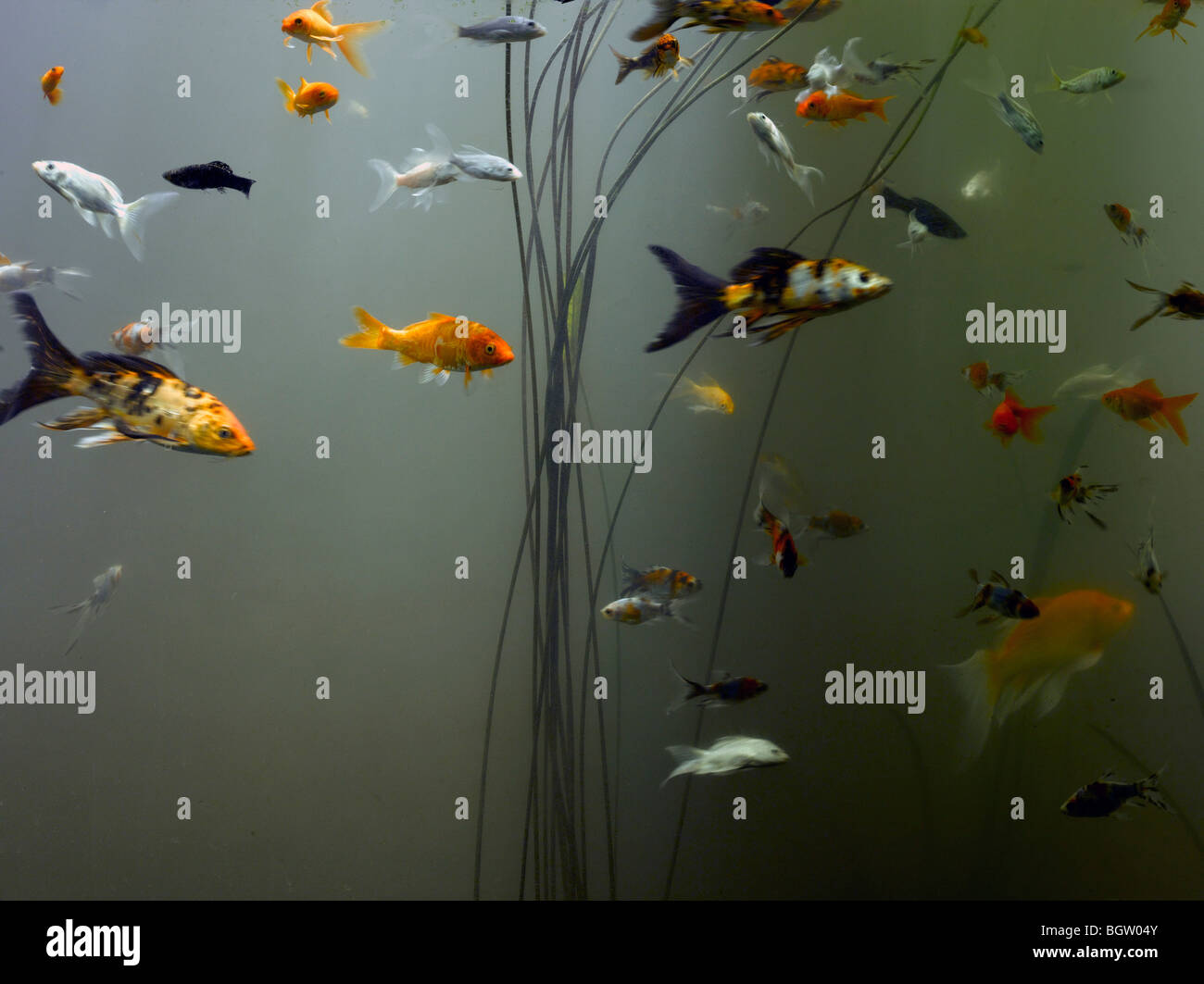 La casa con le palle, Ahmedabad, India, 2009 Foto Stock