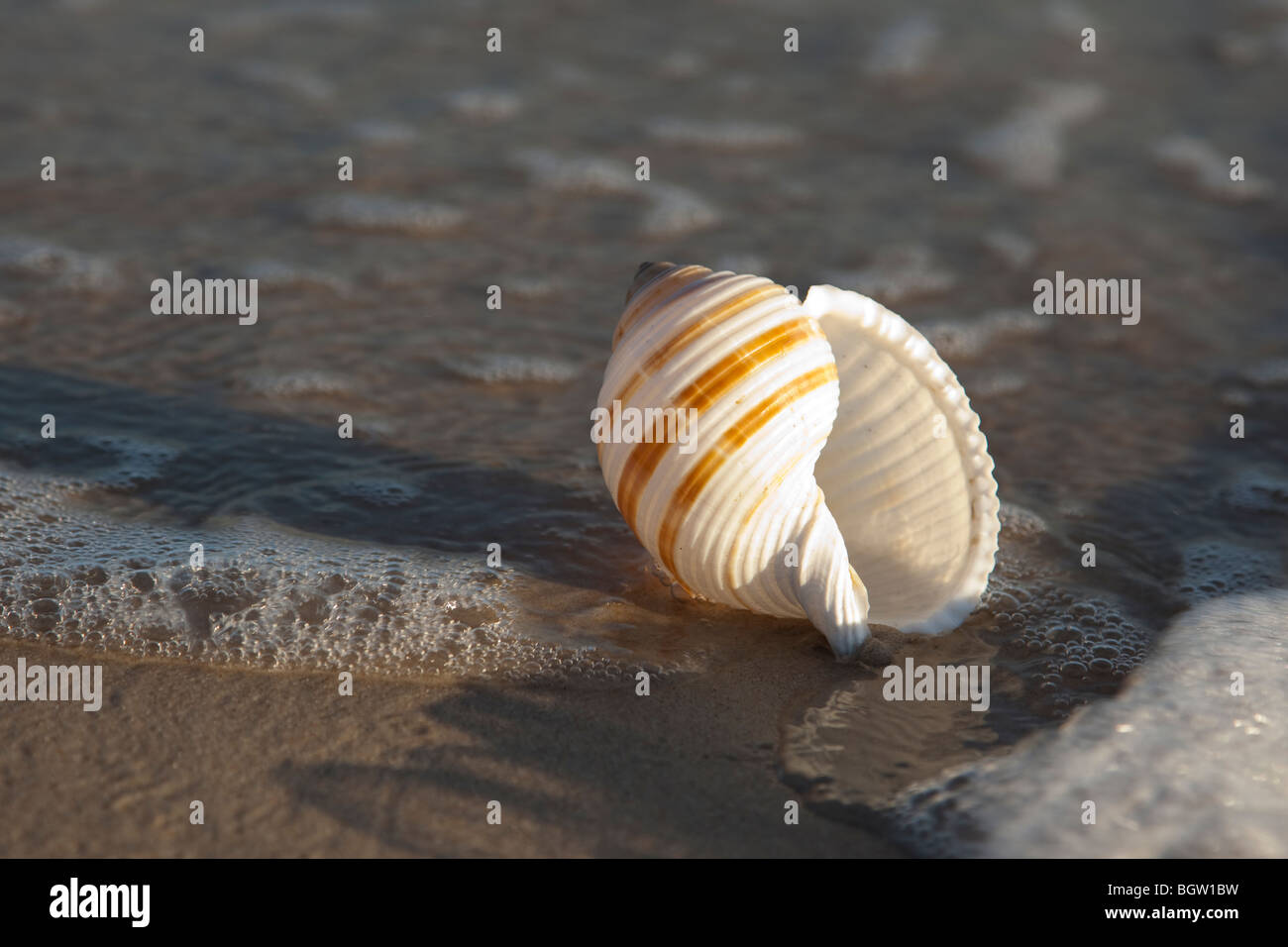 Shell su un giallo sabbia spiaggia Foto Stock