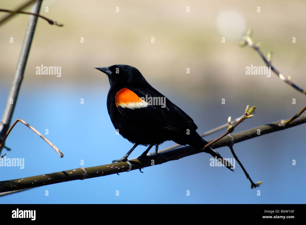 Maschio rosso-winged Blackbird sul ramo Foto Stock