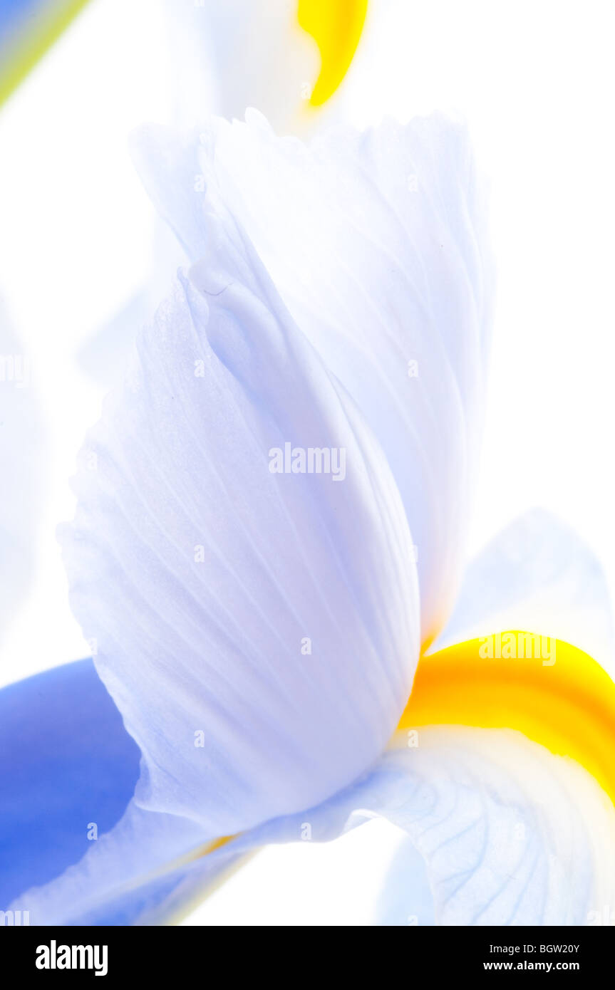 Chiusura del petalo Iris Foto Stock
