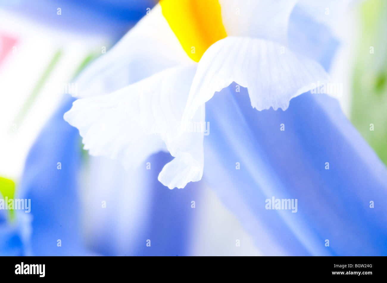 Chiusura del petalo Iris Foto Stock