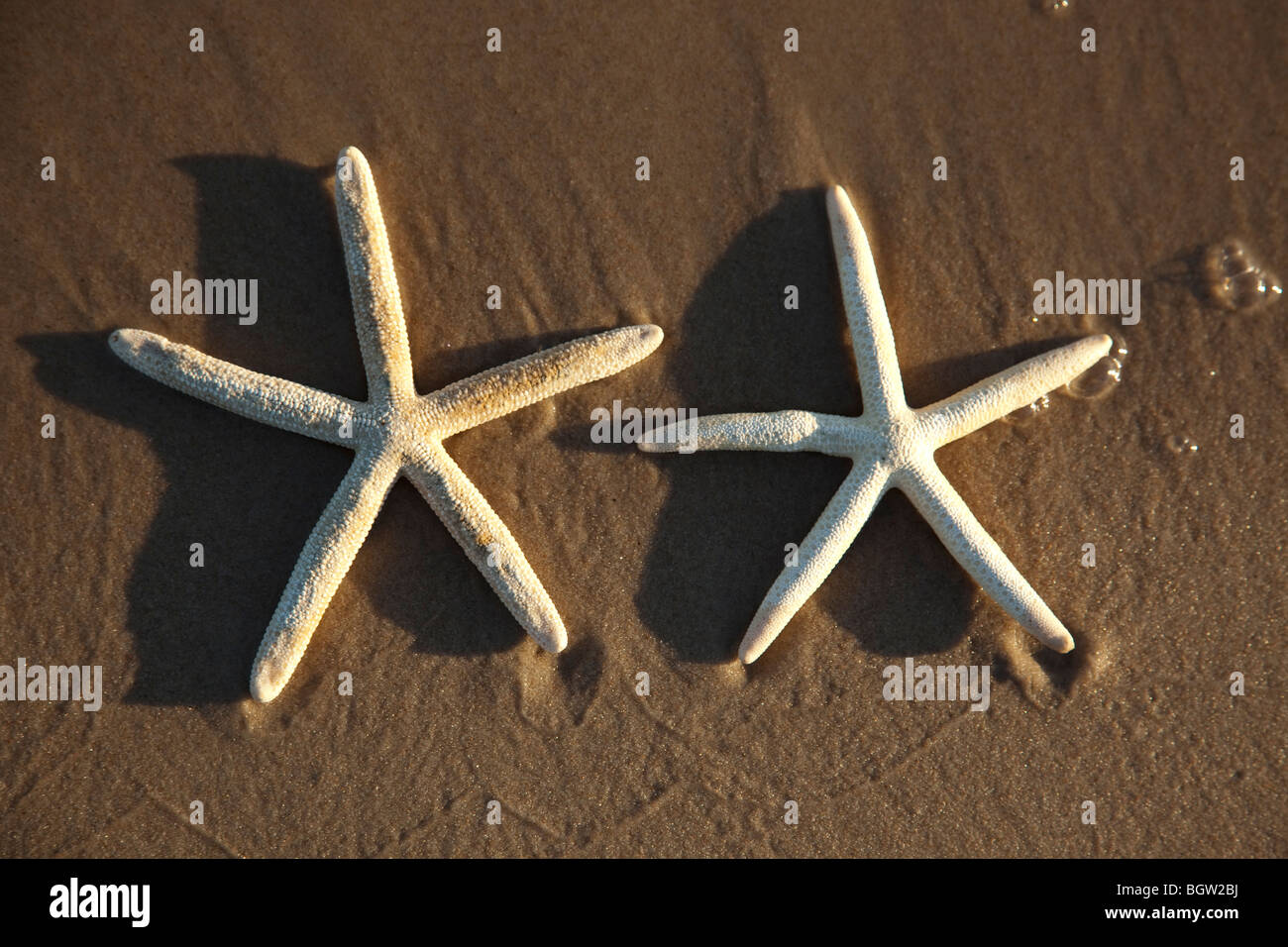 Due stelle marine su un giallo sabbia spiaggia Foto Stock