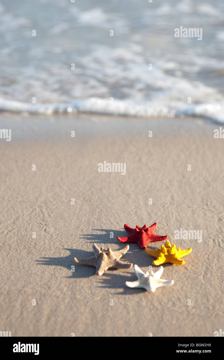W pochi Starfish su un giallo sabbia spiaggia Foto Stock