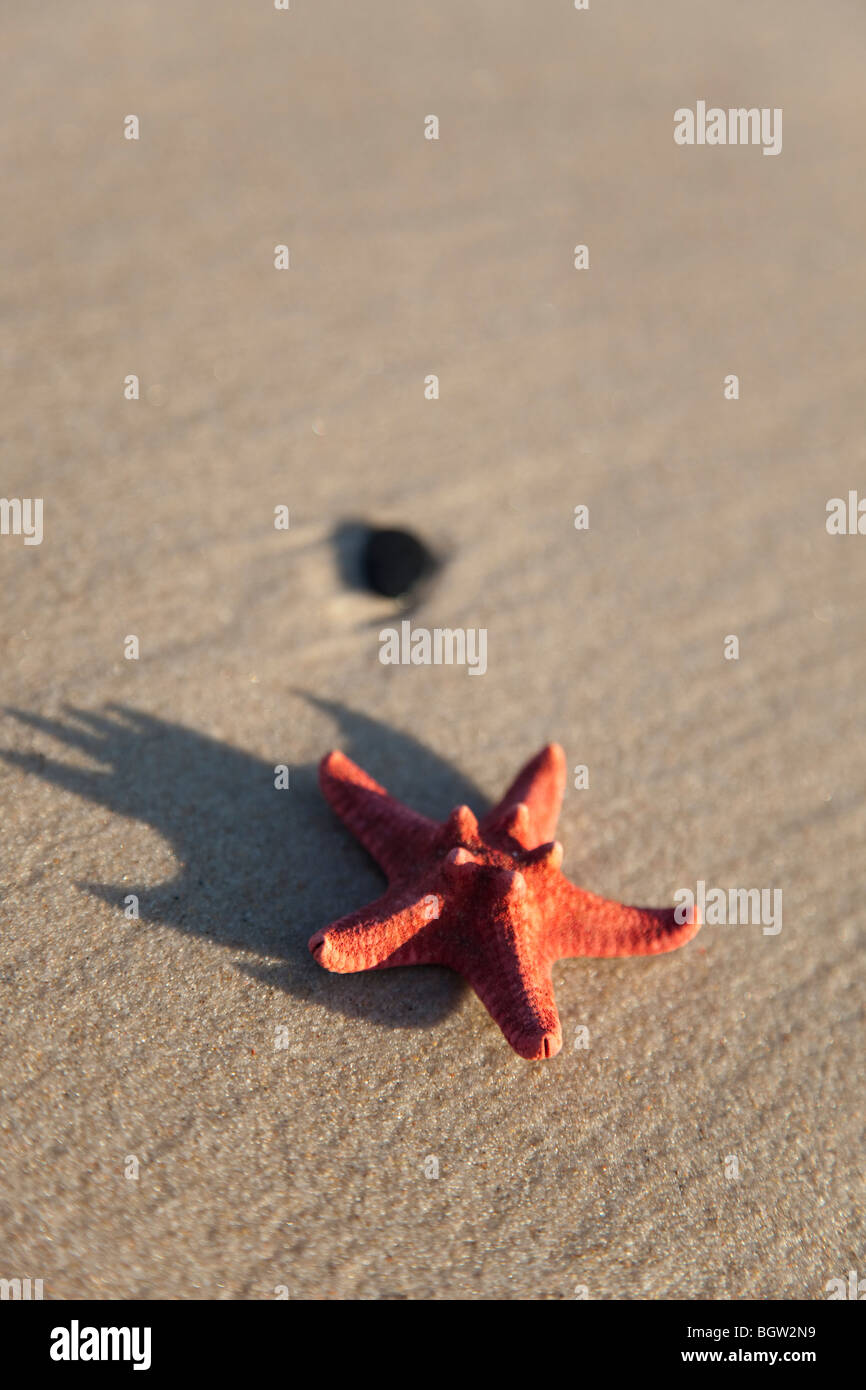 Starfish su un giallo sabbia spiaggia Foto Stock