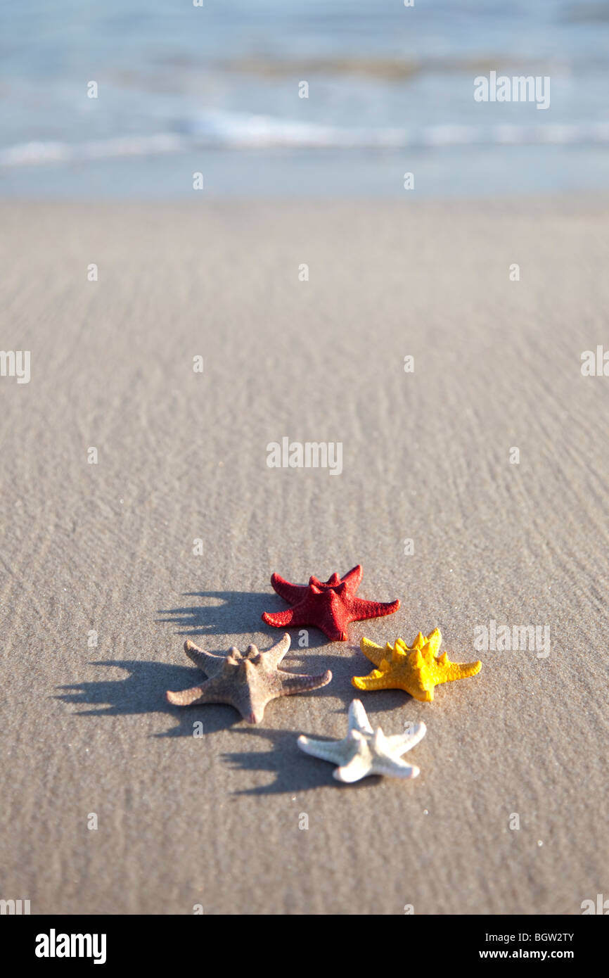 W pochi Starfish su un giallo sabbia spiaggia Foto Stock