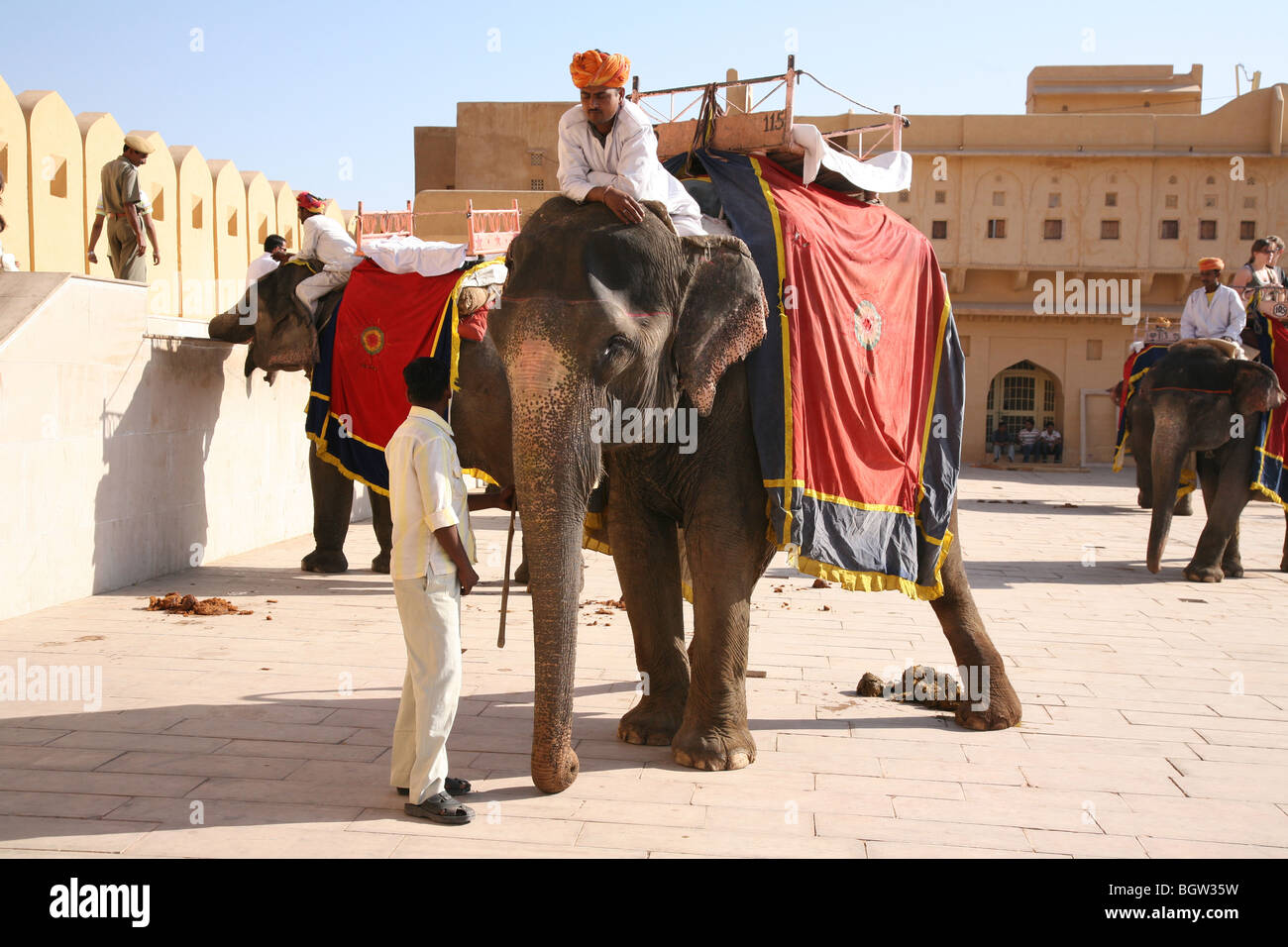 Elefante asiatico (Elephas maximus) utilizzati per il trasporto di turisti fino al colle del Forte Amber (rosa fort) in Jaipur India. Foto Stock