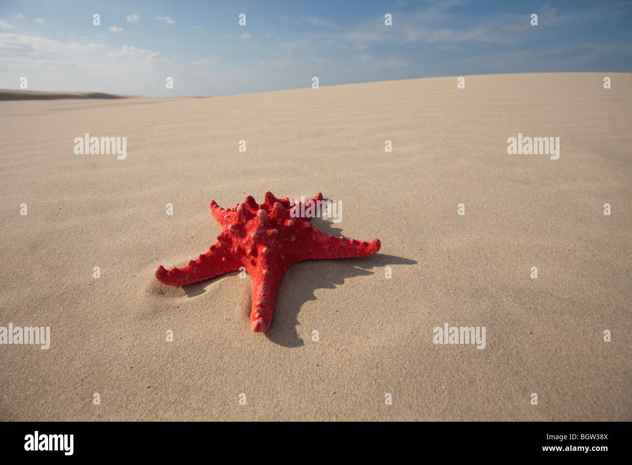 Stella Rossa sulla sabbia Foto Stock
