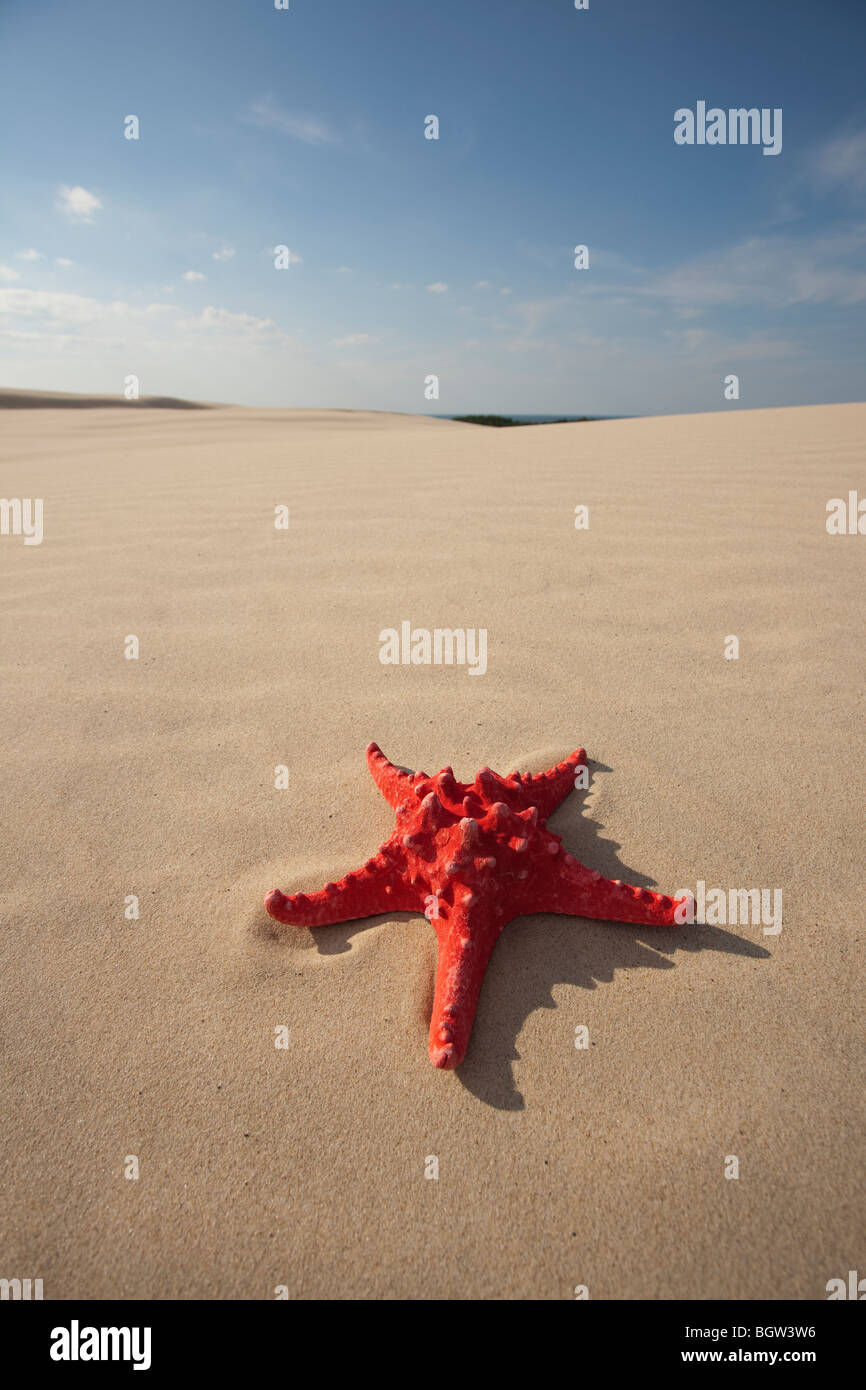 Stella Rossa sulla sabbia Foto Stock