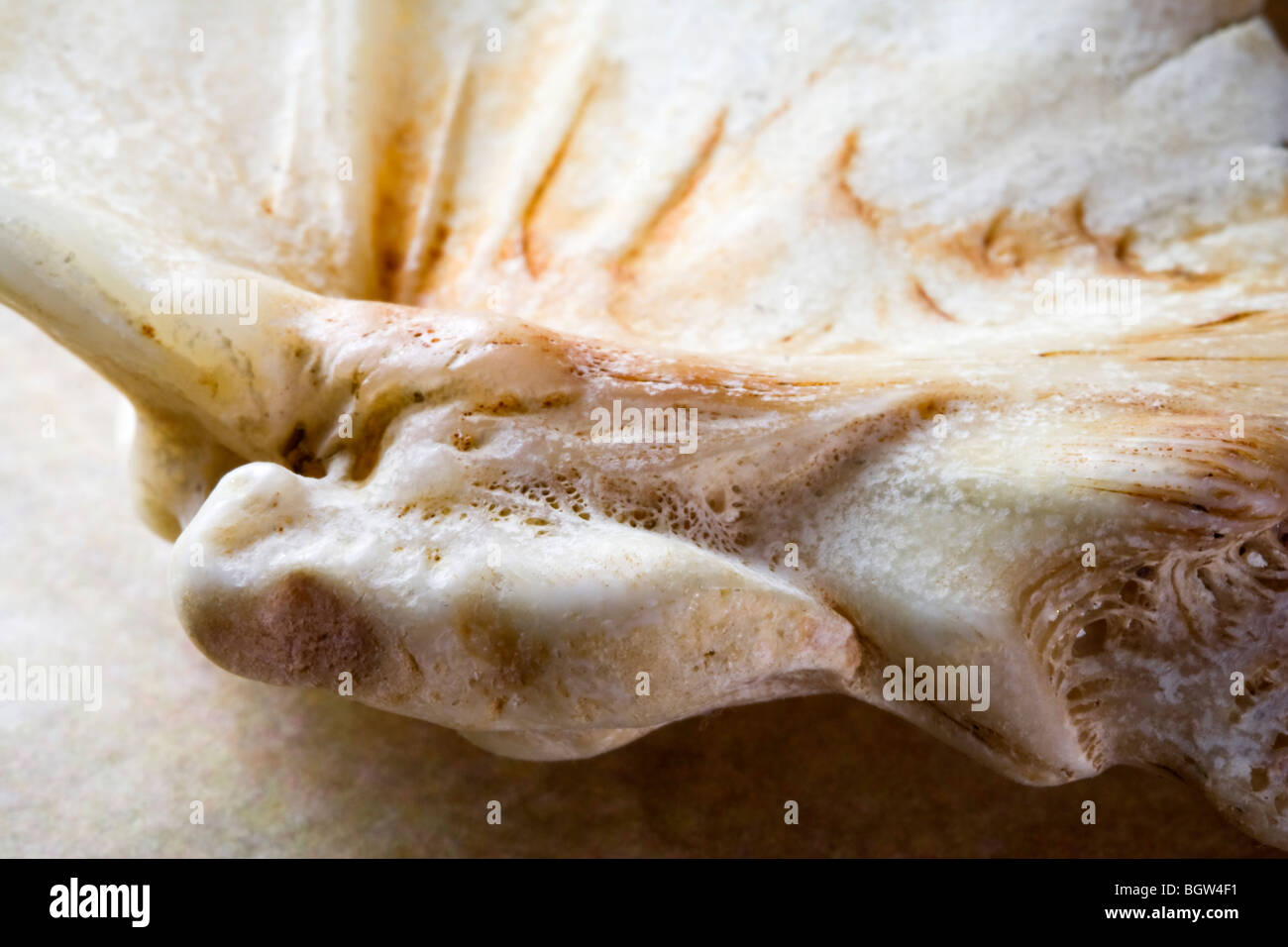 Dettaglio colpo di un osso trovato su un oceano beach. Foto Stock