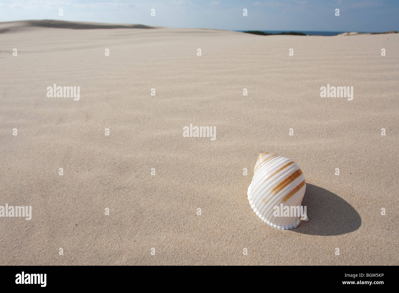Big Shell sulla sabbia Foto Stock