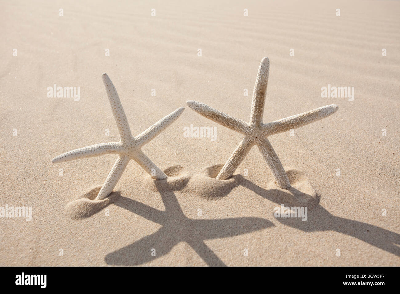 Due stelle marine sulla sabbia Foto Stock