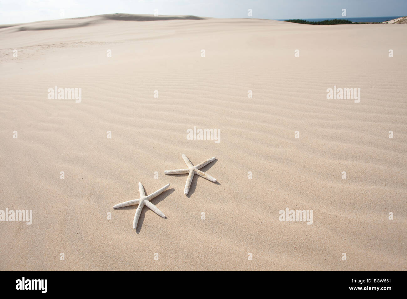 Due stelle marine sulla sabbia Foto Stock