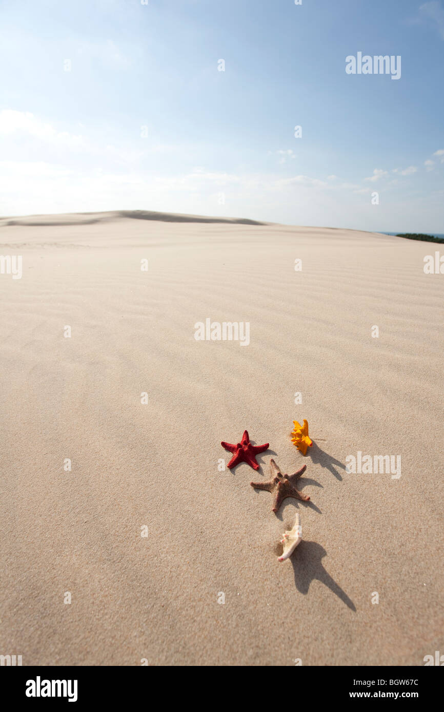 Quattro stelle marine sulla sabbia Foto Stock