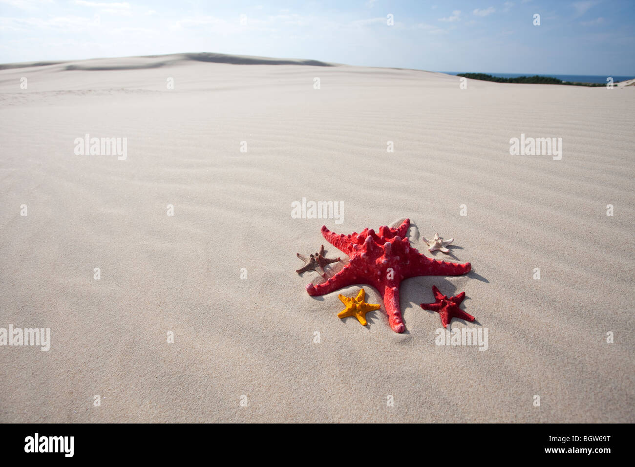 Un paio di stelle marine sulla sabbia Foto Stock