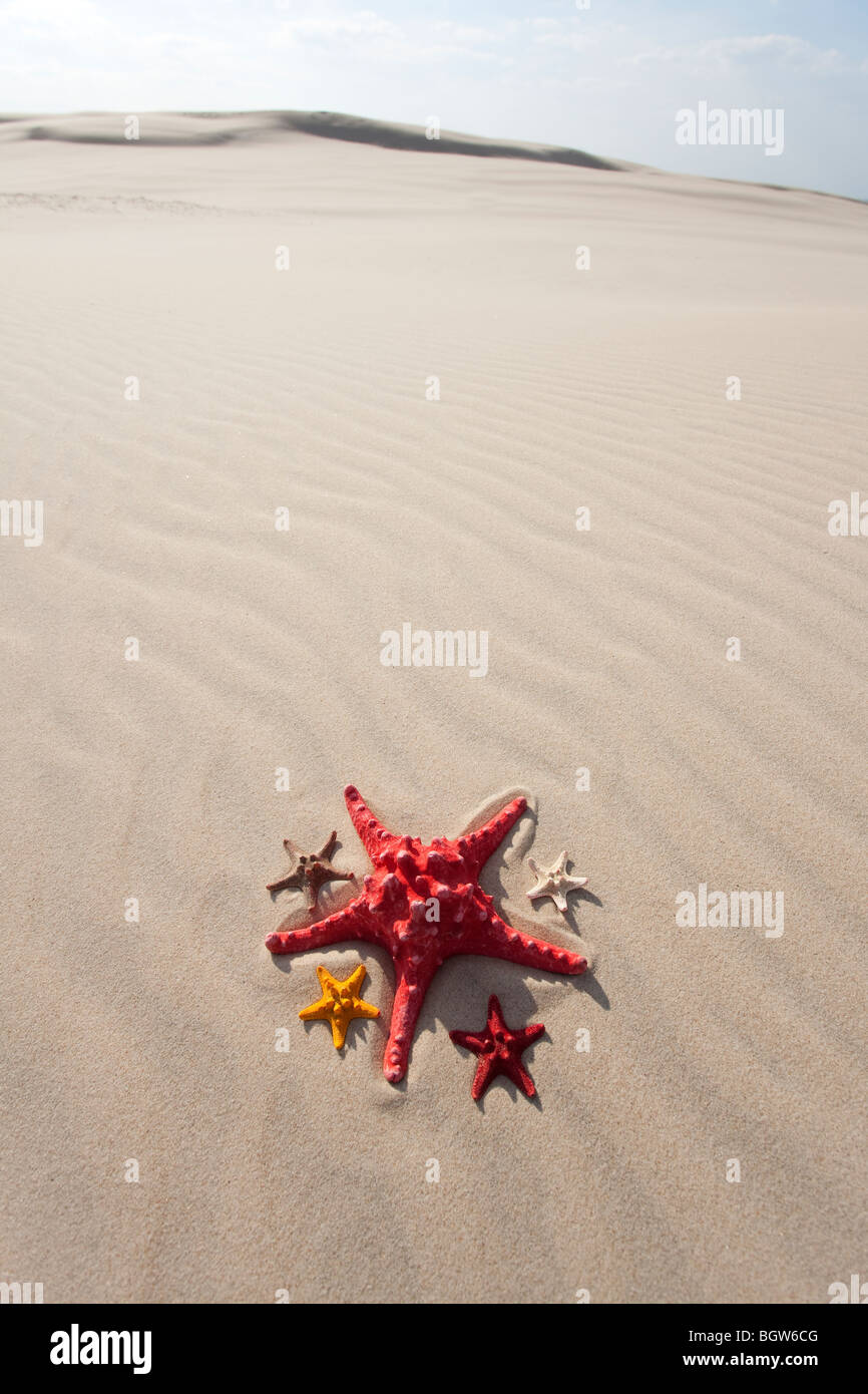 Un paio di stelle marine sulla sabbia Foto Stock