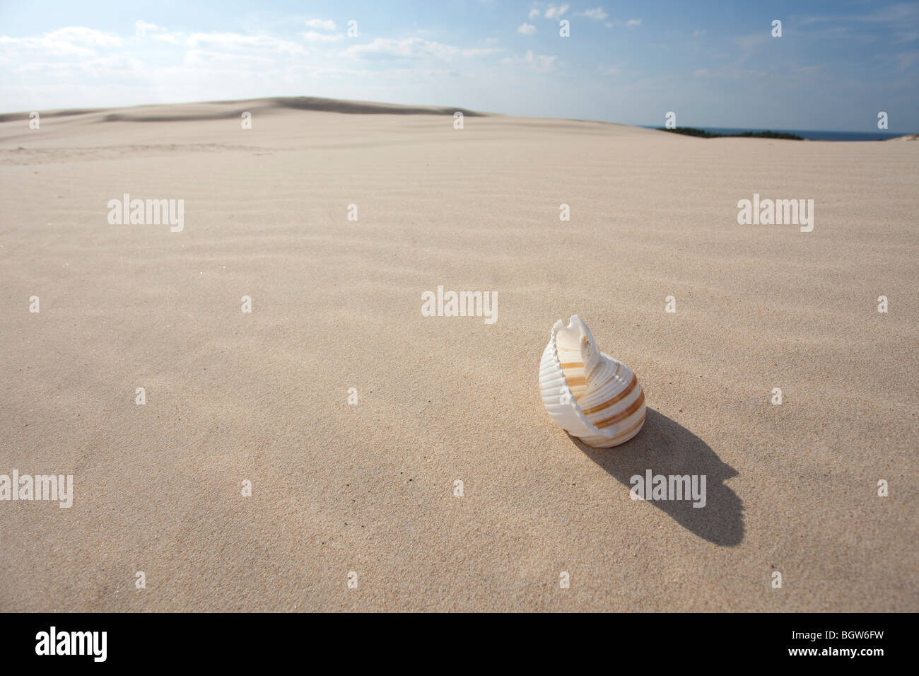 Big Shell sulla sabbia Foto Stock