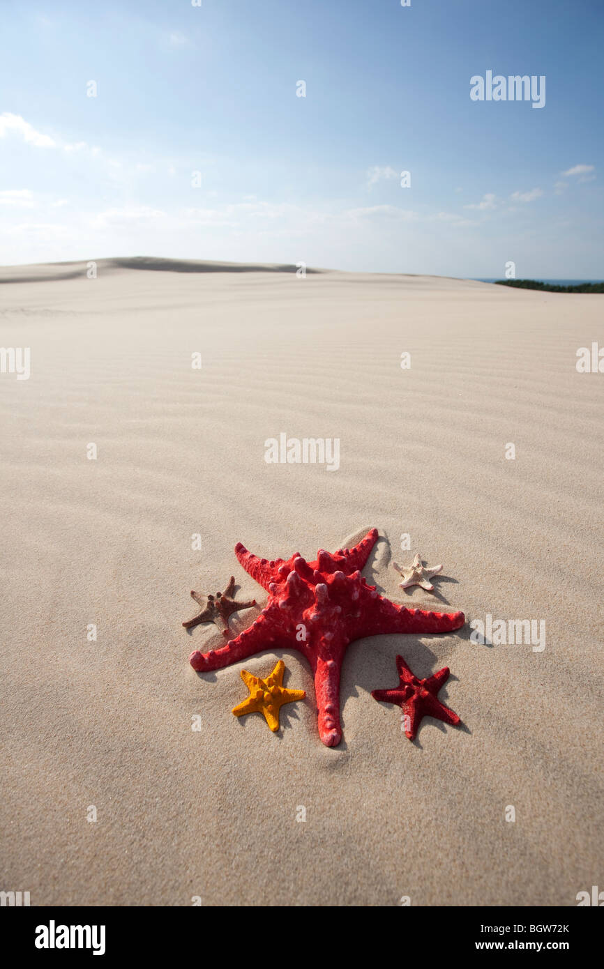 Un paio di stelle marine sulla sabbia Foto Stock