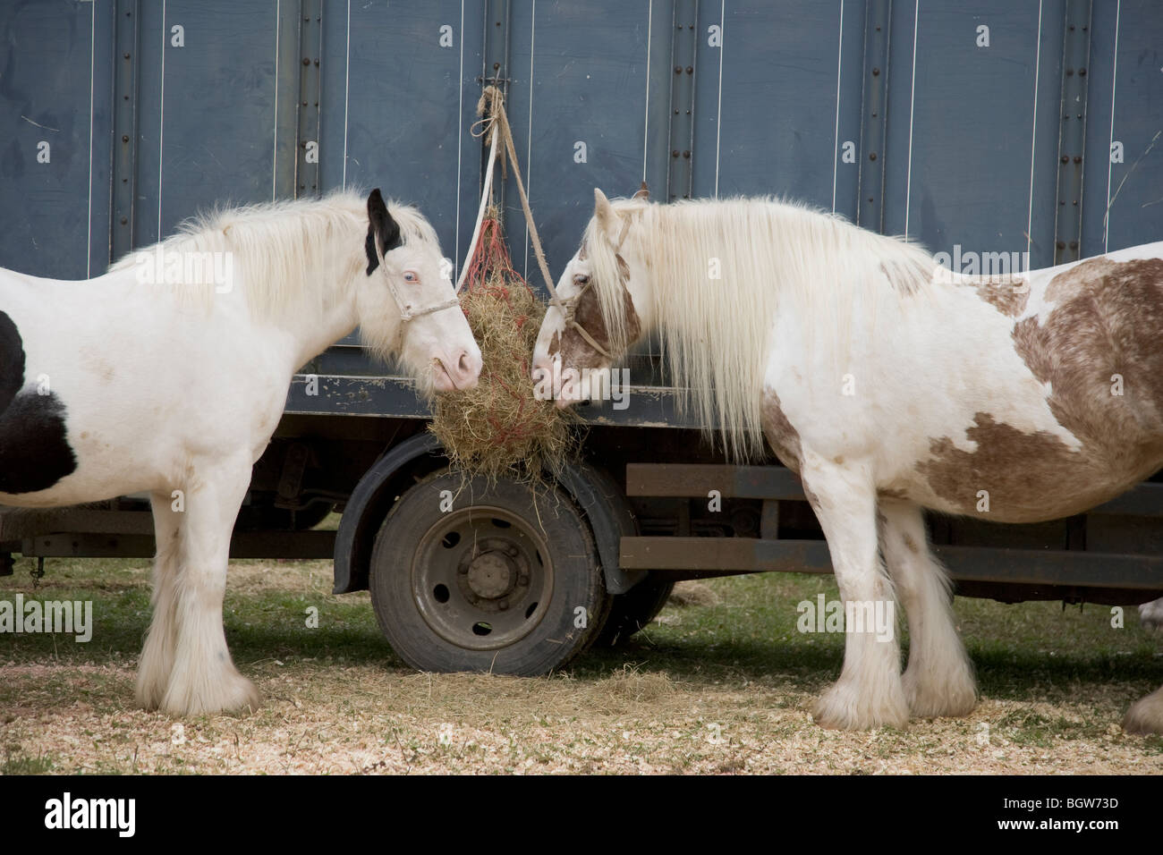 Due Gypsy Cob cavalli collegato ad un carrello a Stow Fair, Stow-su-il-Wold, Gloucestershire, England, Regno Unito Foto Stock