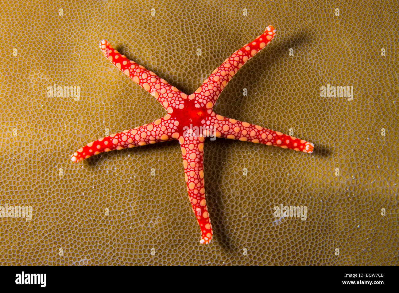 Red sea star in Coral reef, echinodermi, Coral reef, reef tropicali, oceano, immersione subacquea, vita marina, Sea Life, scuba, oceano Foto Stock