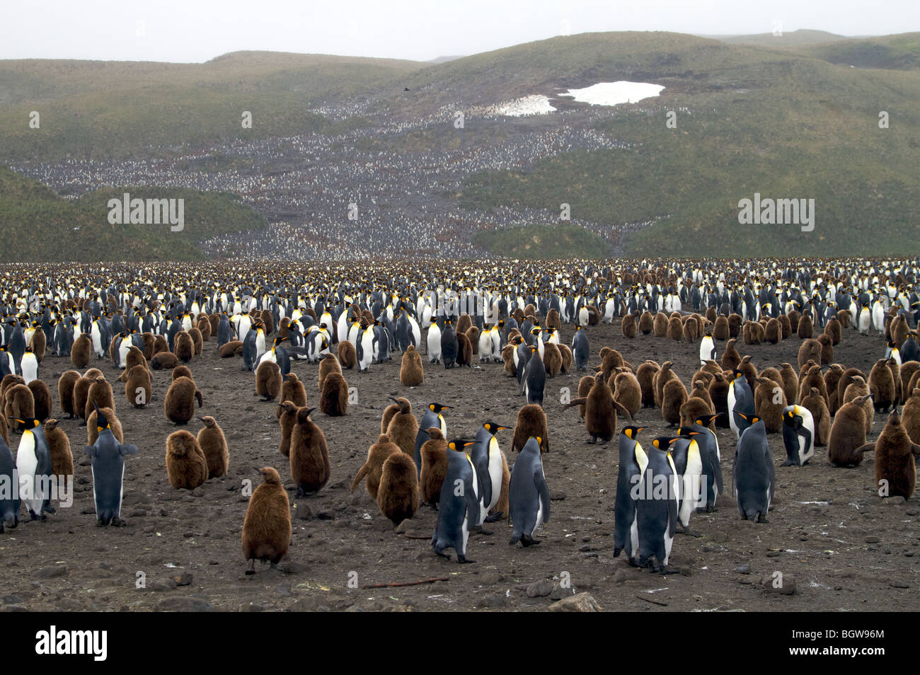 Re colonia di pinguini, Salisbury Plain, Isola Georgia del Sud. Foto Stock