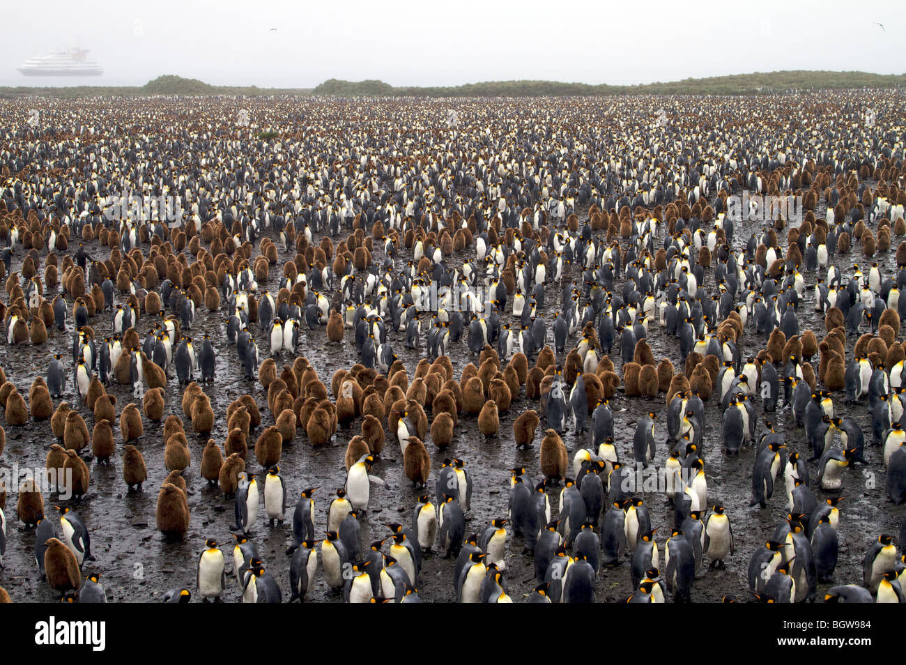 Re colonia di pinguini, Salisbury Plain, Isola Georgia del Sud. Foto Stock