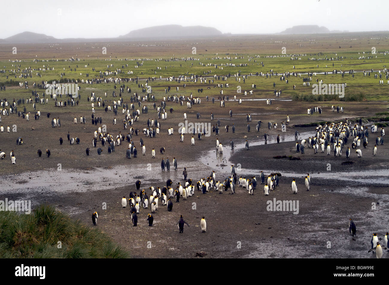 Re colonia di pinguini, Salisbury Plain, Isola Georgia del Sud. Foto Stock