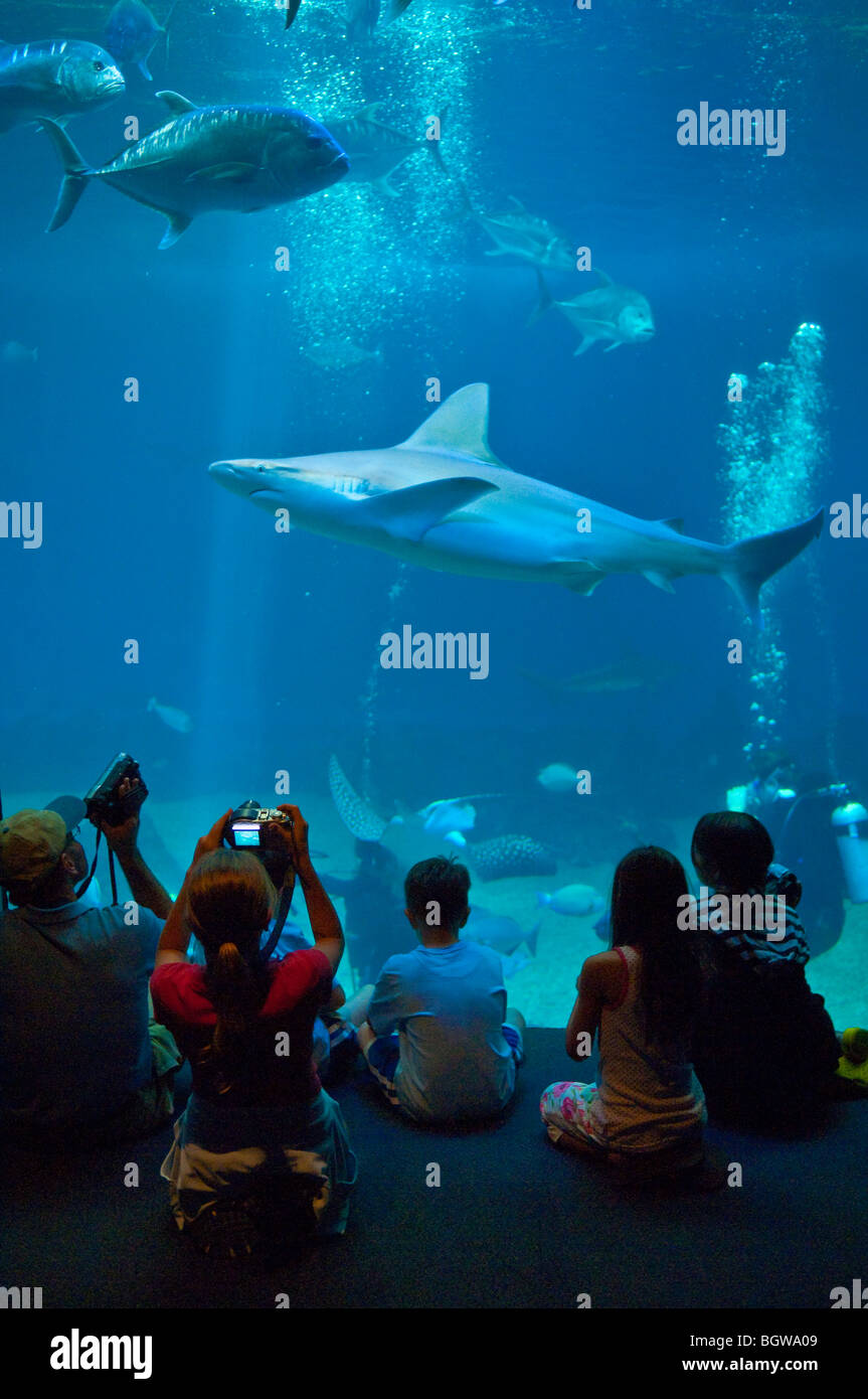 Ai visitatori la visione e fotografare shark in acquario serbatoio a Maui Ocean Center; Maui, Hawaii. Foto Stock