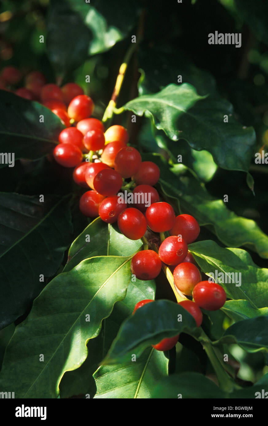 Caffè Kona mature 'cherry' su albero; Sud Kona, isola di Hawaii. Foto Stock