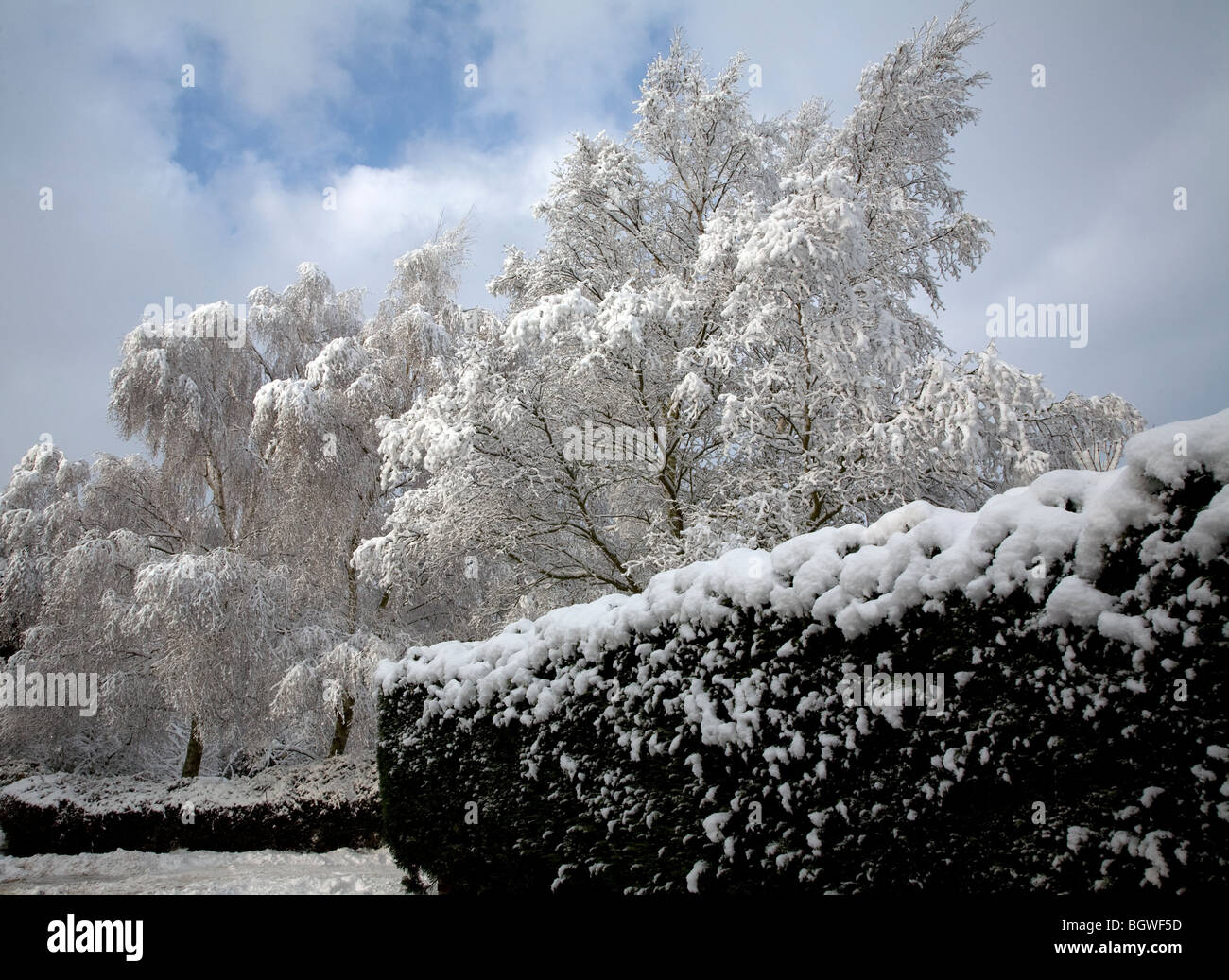 Coperta di neve siepe e alberi con le nuvole e cielo blu Foto Stock