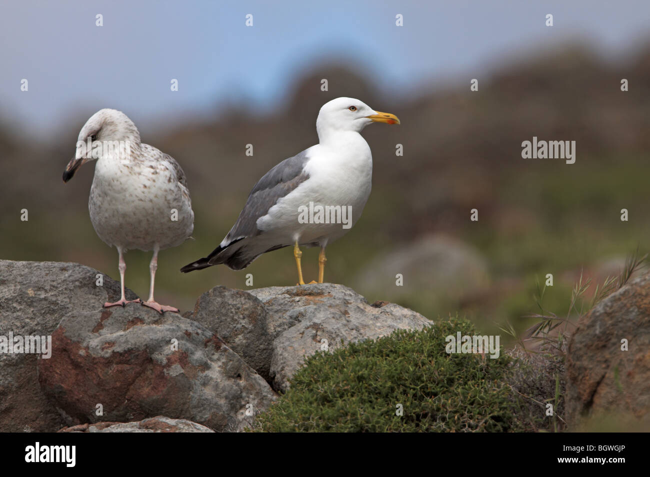 Western giallo-gambe Gull Larus cachinnans michahellis Foto Stock
