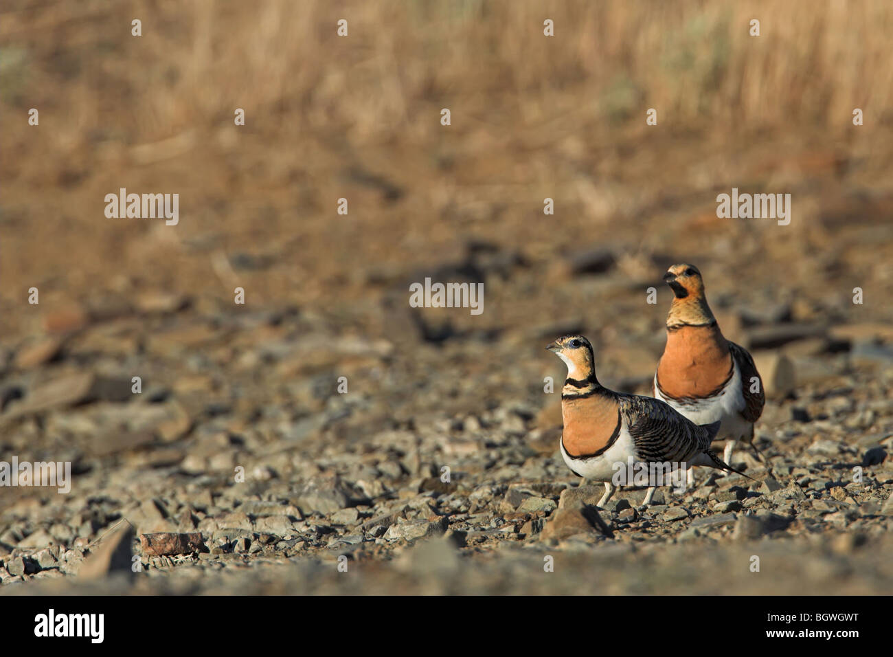 Pin-tailed Sandgrouse Pterocles alchata Foto Stock