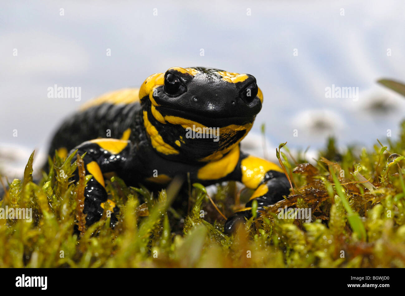 Salamandra pezzata (Salamandra salamandra) Foto Stock