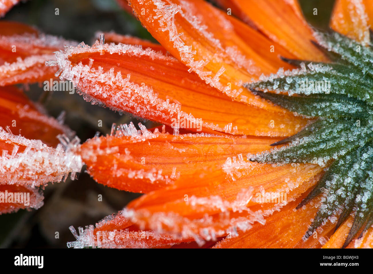 Fiore Calendula, Calendula, nel gelo, con cristalli di ghiaccio. Foto Stock