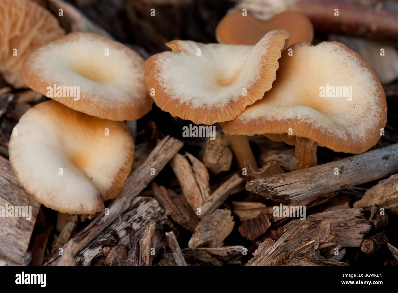 I funghi in un bosco di crescita Foto Stock