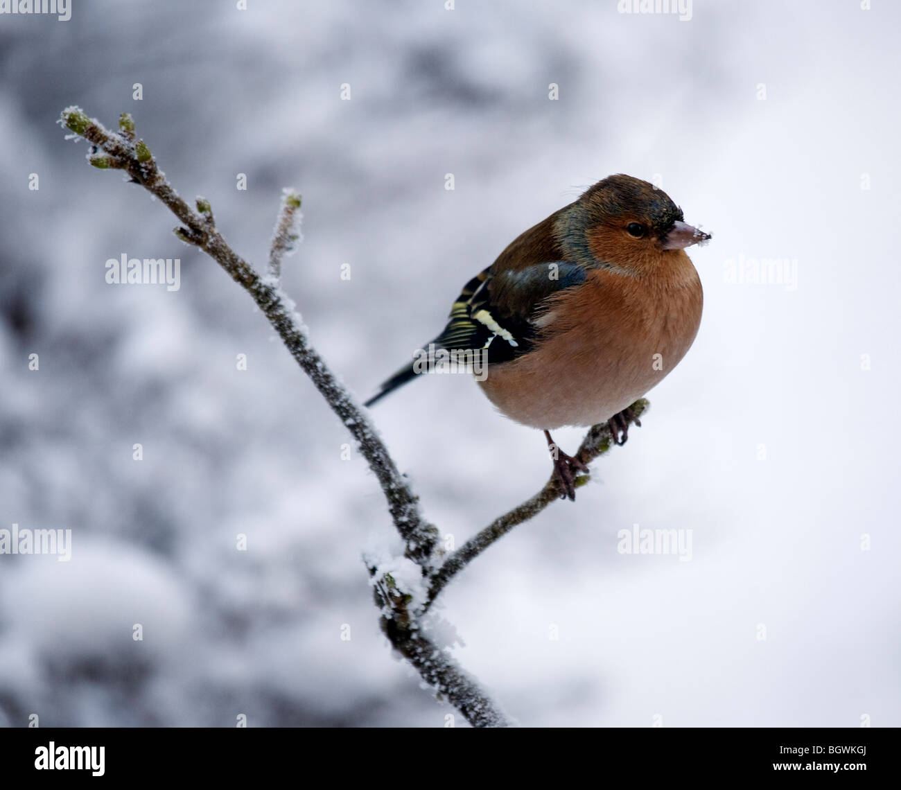 Fringuello Fringilla Coelebs in inverno appollaiato su un ramo. Foto Stock