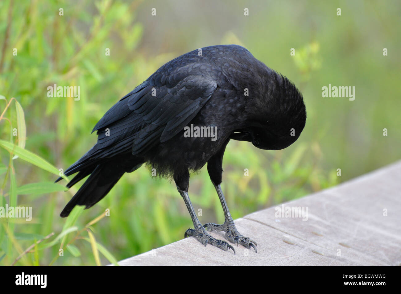 Crow, Everglades National Park, Florida, Stati Uniti d'America Foto Stock