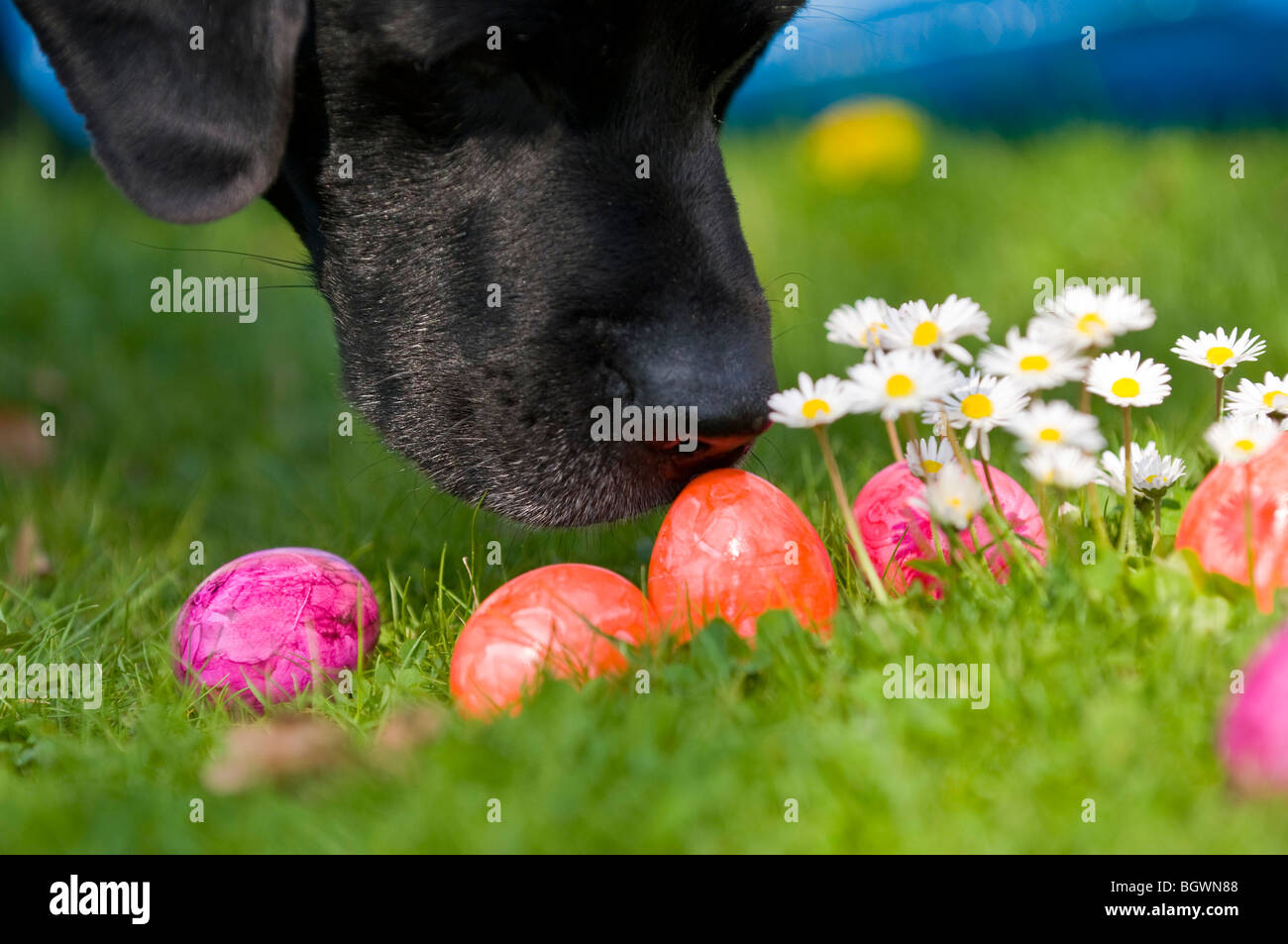 Trovare le uova di Pasqua Foto Stock