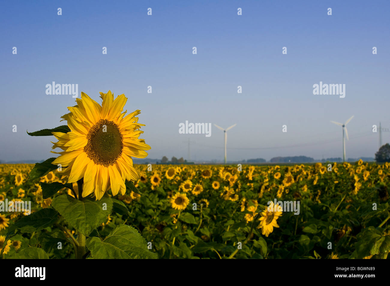 Fonti di energia rinnovabili Foto Stock